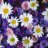 FleurSovage
