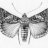 Katemoth
