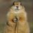 Marmotte_04