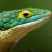 Dragon-Mangue
