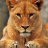 The Lioness
